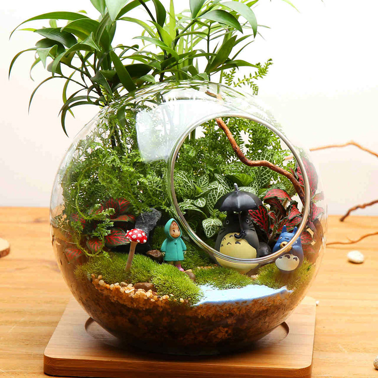 Nghệ thuật Terrarium - trồng cây cảnh trong bình mini